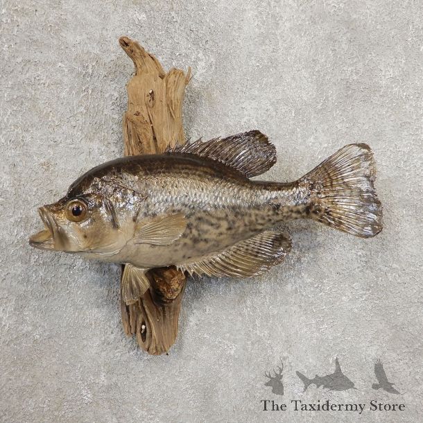 Black Crappie Taxidermy Fish Mount #20925 For Sale @ The Taxidermy Store