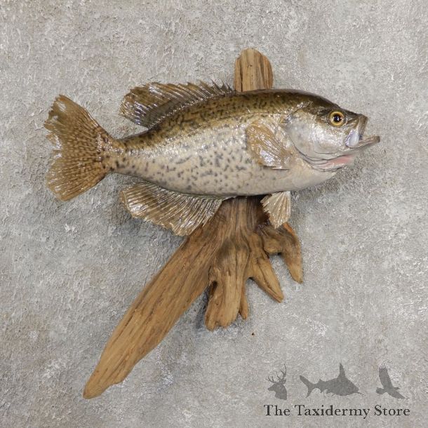 Black Crappie Taxidermy Fish Mount #20927 For Sale @ The Taxidermy Store