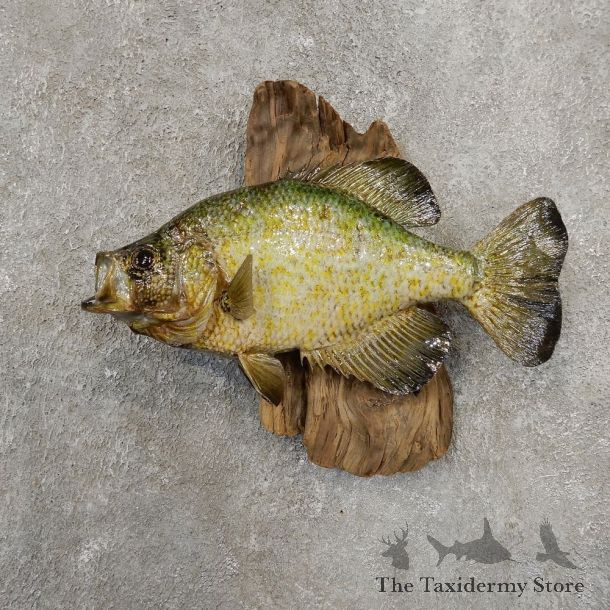 Black Crappie Taxidermy Fish Mount #20929 For Sale @ The Taxidermy Store