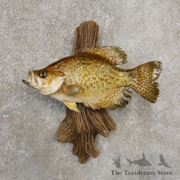 Black Crappie Taxidermy Fish Mount #20932 For Sale @ The Taxidermy Store