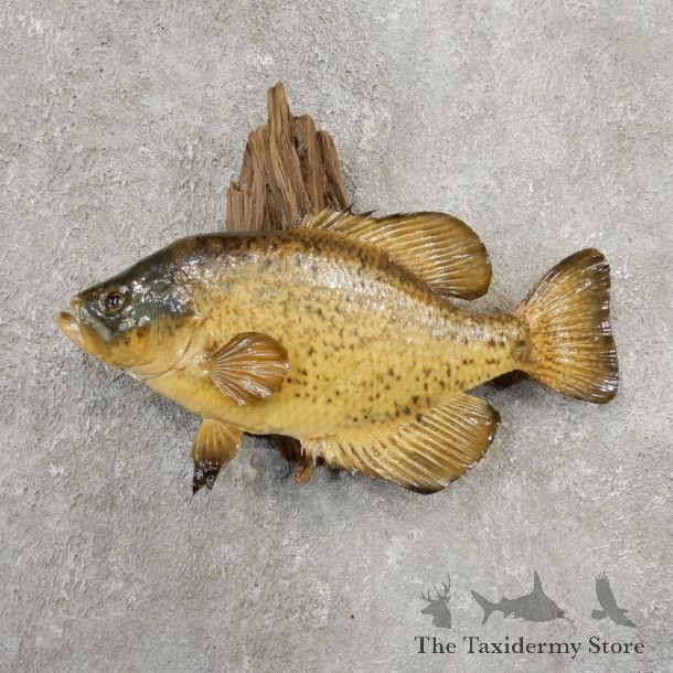 Black Crappie Taxidermy Fish Mount #20934 For Sale @ The Taxidermy Store