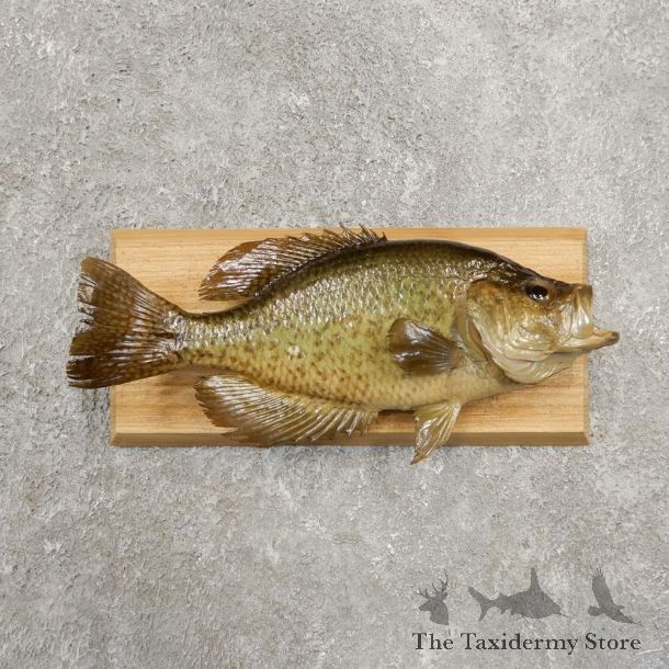 Black Crappie Taxidermy Fish Mount #20935 For Sale @ The Taxidermy Store
