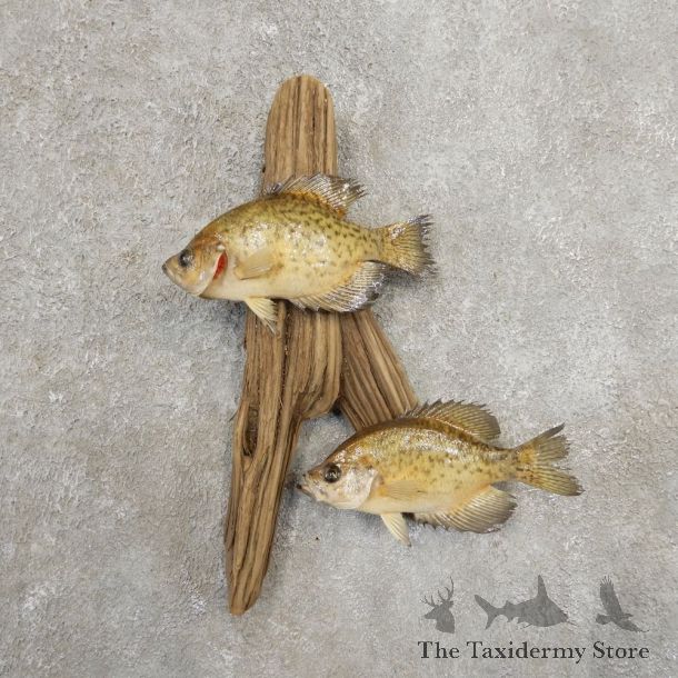 Black Crappie Taxidermy Fish Mount #20936 For Sale @ The Taxidermy Store