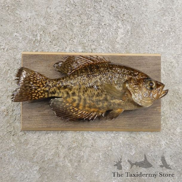 Black Crappie Taxidermy Fish Mount #20979 For Sale @ The Taxidermy Store