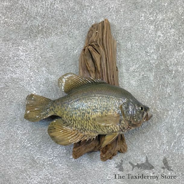 Black Crappie Taxidermy Fish Mount #22565 For Sale @ The Taxidermy Store