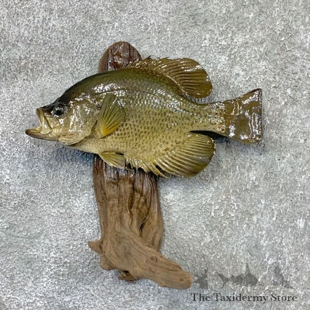 Black Crappie Taxidermy Fish Mount #22567 For Sale @ The Taxidermy Store