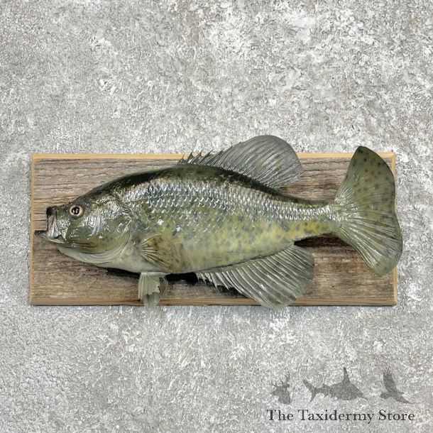 Black Crappie Taxidermy Fish Mount For Sale #27441 @ The Taxidermy Store
