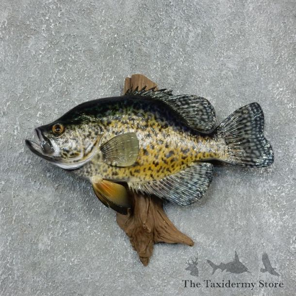 Black Crappie Taxidermy Fish Mount #17952 For Sale @ The Taxidermy Store