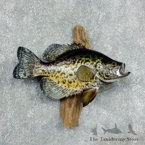 Black Crappie Taxidermy Fish Mount #17953 For Sale @ The Taxidermy Store