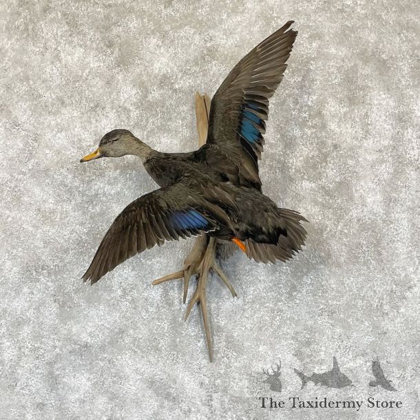 Black Duck Drake Bird Mount For Sale #28200 @ The Taxidermy Store