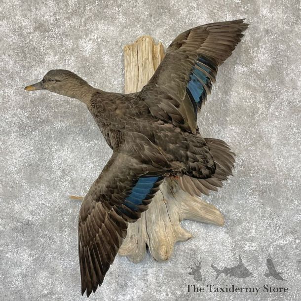 Black Duck Drake Bird Mount For Sale #28202 @ The Taxidermy Store