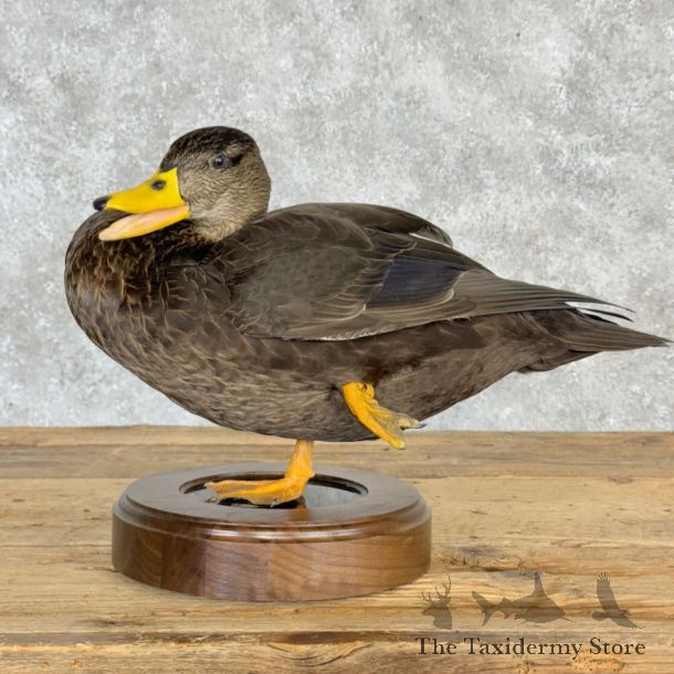 Black Duck Hen Bird Mount For Sale #28978 @ The Taxidermy Store