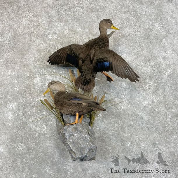 Black Duck Pair Bird Mount For Sale #27797 @ The Taxidermy Store