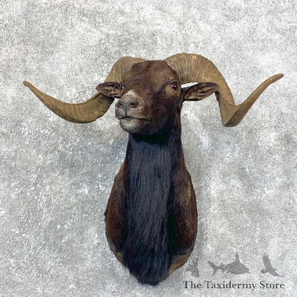 Black Hawaiian Ram Shoulder Mount For Sale #23995 @ The Taxidermy Store