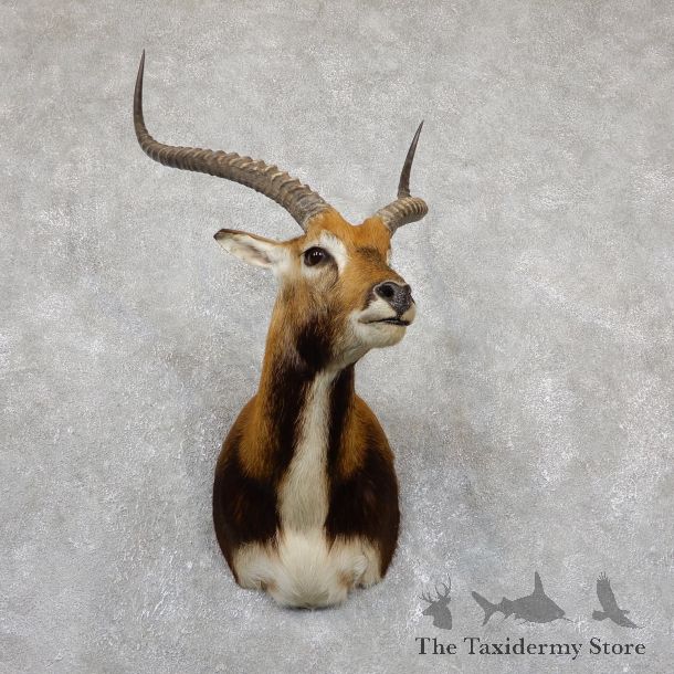 Black Lechwe Shoulder Taxidermy Mount #19502 For Sale @ The Taxidermy Store