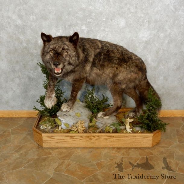Black Alaskan Wolf Mount For Sale #17593 @ The Taxidermy Store