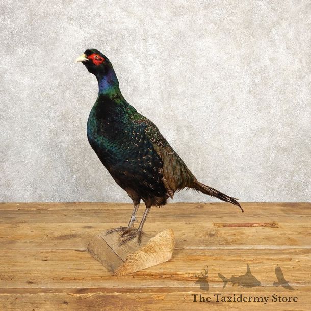 Black Pheasant Bird Mount For Sale #20625 @ The Taxidermy Store