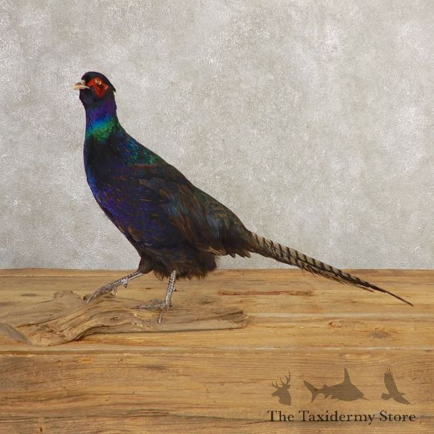 Black Pheasant Bird Mount For Sale #20776 @ The Taxidermy Store