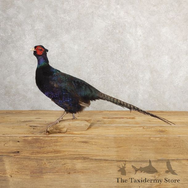 Black Pheasant Bird Mount For Sale #20777 @ The Taxidermy Store