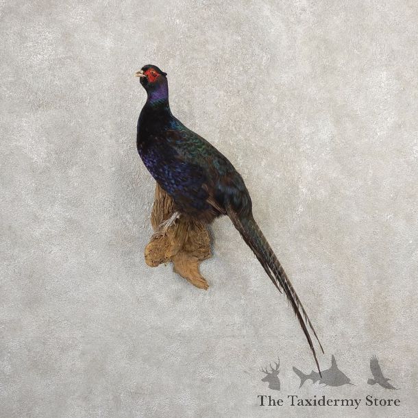 Black Pheasant Bird Mount For Sale #20796 @ The Taxidermy Store