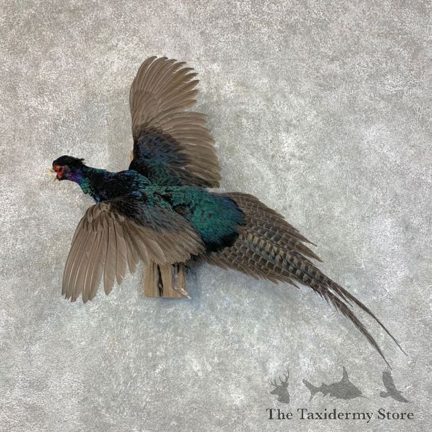 Black Pheasant Bird Mount For Sale #22808 @ The Taxidermy Store