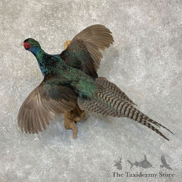 Black Pheasant Bird Mount For Sale #24117 @ The Taxidermy Store