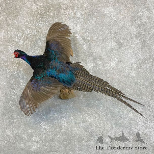 Black Pheasant Bird Mount For Sale #24118 @ The Taxidermy Store