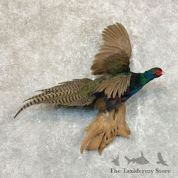 Black Pheasant Bird Mount For Sale #24119 @ The Taxidermy Store