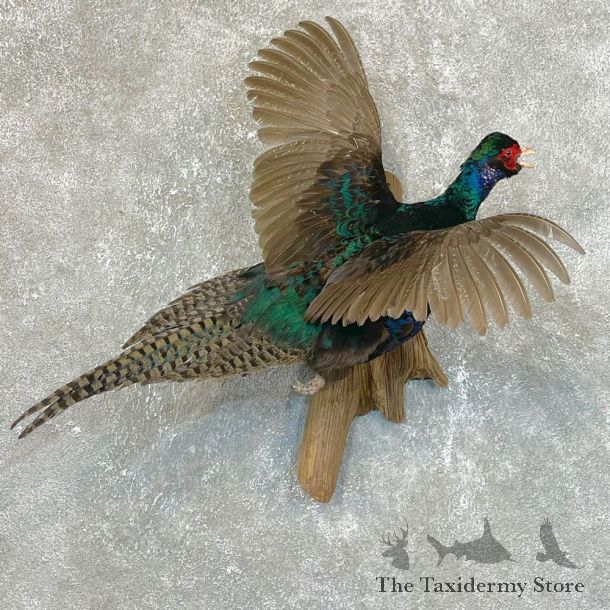 Black Pheasant Bird Mount For Sale #24120 @ The Taxidermy Store