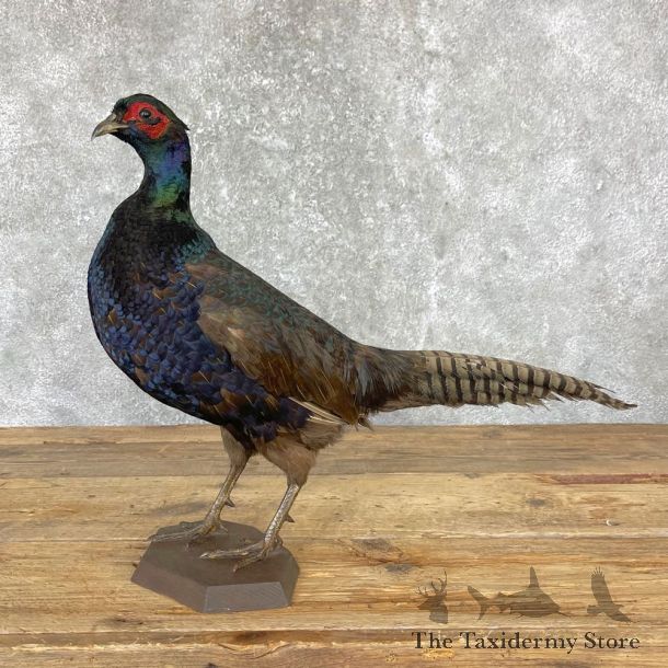 Black Pheasant Bird Mount For Sale #24716 @ The Taxidermy Store