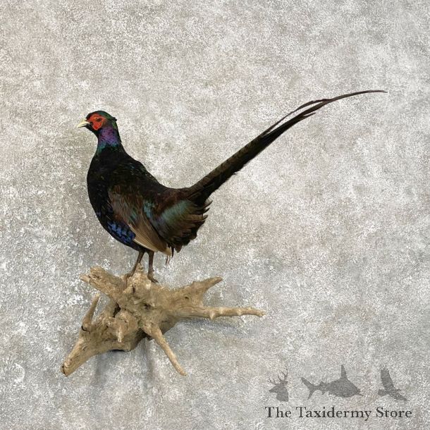 Black Pheasant Bird Mount For Sale #25087 @ The Taxidermy Store