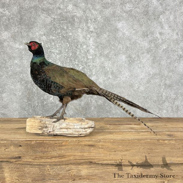 Black Pheasant Bird Mount For Sale #25237 @ The Taxidermy Store