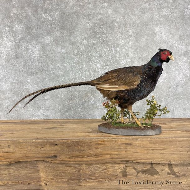 Black Pheasant Bird Mount For Sale #25973 @ The Taxidermy Store