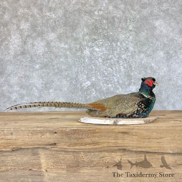 Black Pheasant Bird Mount For Sale #26665 @ The Taxidermy Store