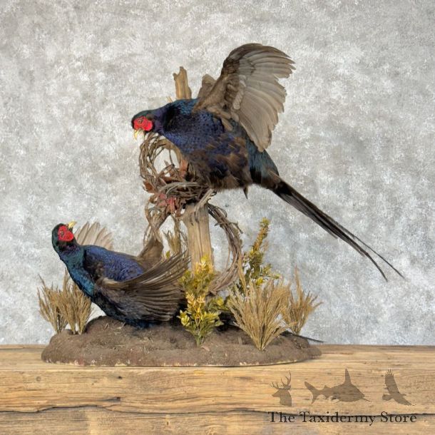 Black Pheasant Bird Mount For Sale #28809 @ The Taxidermy Store