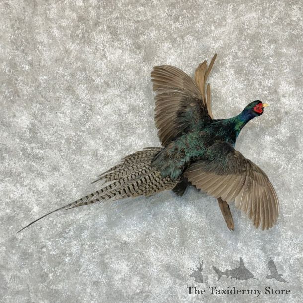 Black Pheasant Hen Bird Mount For Sale #16767 @ The Taxidermy Store
