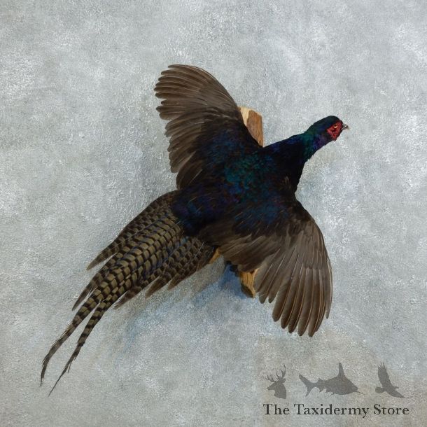 Black Pheasant Bird Mount For Sale #18520 @ The Taxidermy Store