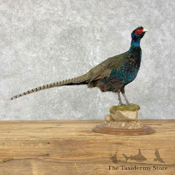 Black Pheasant Taxidermy Mount #24829 For Sale @ The Taxidermy Store