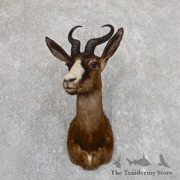 Chocolate Springbok Shoulder Mount For Sale #19633 @ The Taxidermy Store