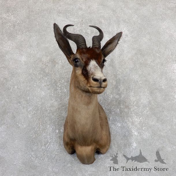 Black Springbok Shoulder Mount For Sale #19635 @ The Taxidermy Store