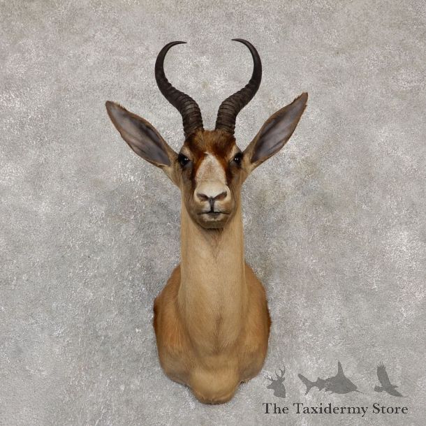 Black Springbok Shoulder Mount For Sale #20149 @ The Taxidermy Store