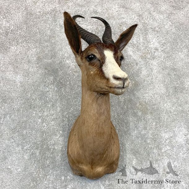 Black Springbok Shoulder Mount For Sale #22093 @ The Taxidermy Store