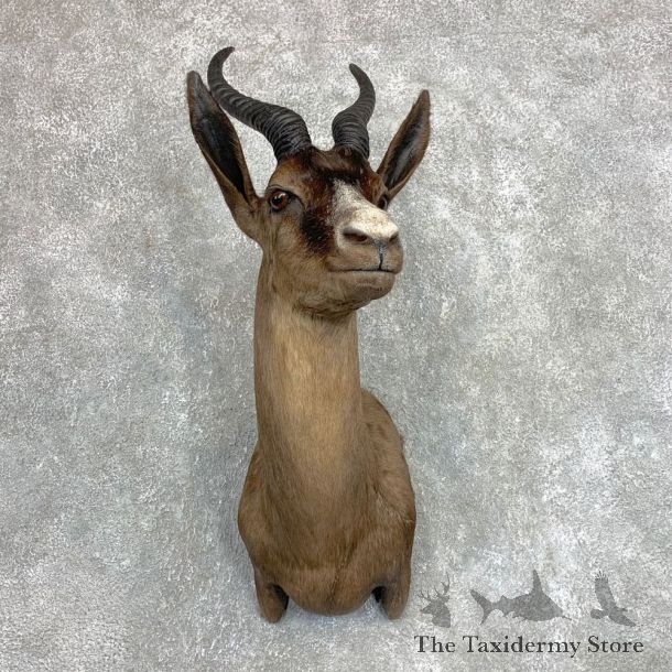 Black Springbok Shoulder Mount For Sale #22124 @ The Taxidermy Store