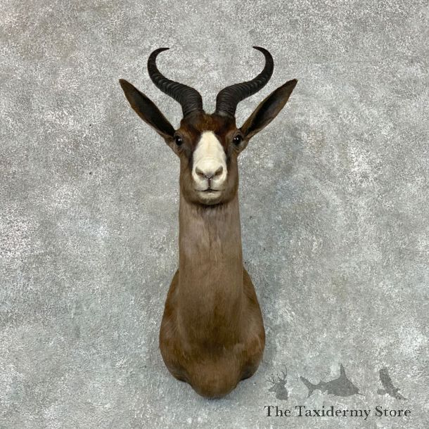 Black Springbok Shoulder Mount For Sale #22673 @ The Taxidermy Store