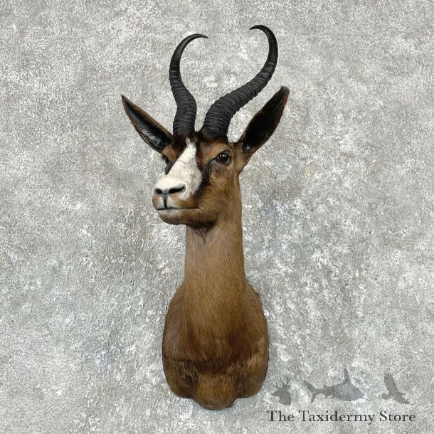 Black Springbok Shoulder Mount For Sale #26923 @ The Taxidermy Store