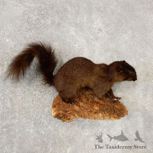 Black Squirrel Life-Size Mount For Sale #20597 @ The Taxidermy Store