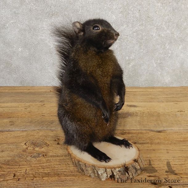 Black Squirrel Life-Size Mount For Sale #20741 @ The Taxidermy Store
