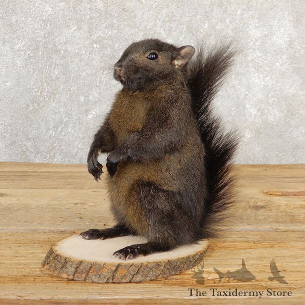 Black Squirrel Life-Size Mount For Sale #20815 @ The Taxidermy Store