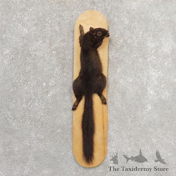 Black Squirrel Life-Size Mount For Sale #21162 @ The Taxidermy Store