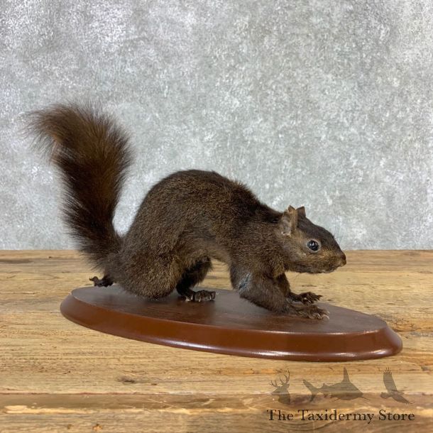 Black Squirrel Life-Size Mount For Sale #21313 @ The Taxidermy Store